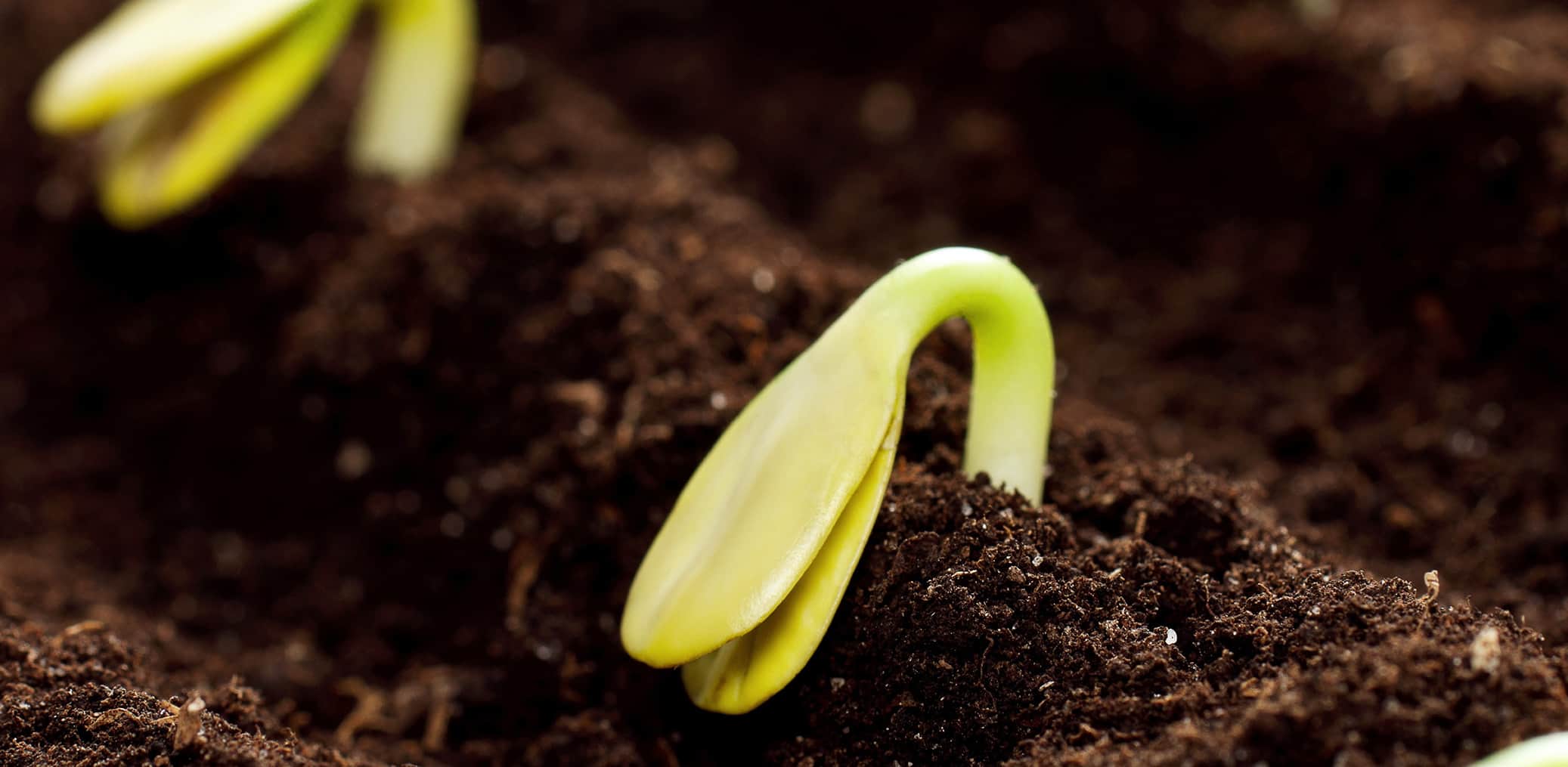 Coins in soil with young plant. Money growth concept.